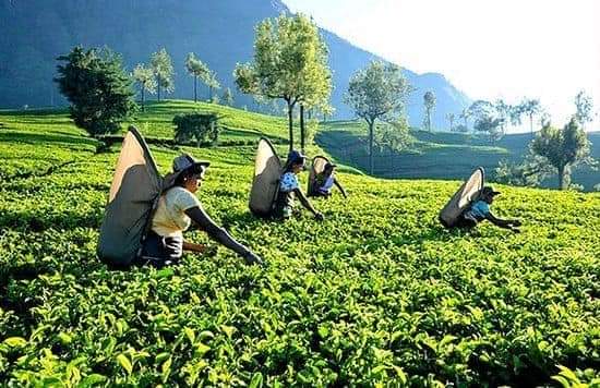  En Chile el té de Sri Lanka se consume desde hace más de 50 años